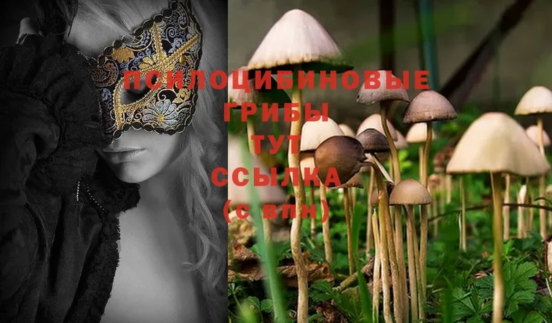 Псилоцибиновые грибы MAGIC MUSHROOMS Вихоревка